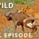 Blood Feud (Full Episode) | Animal Fight Night