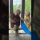 Both baby play together #cute #shortvideo #shorts #cute #monkey #usa #animals #youtube  #short