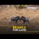 Brawls for Land | Animal Fight Club | हिन्दी | Full Episode | S2 - E5 | National Geographic