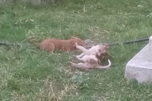 CUTEST Puppies Playing Videos Compilation 2024 - Must Watch This Video Is Very Funny