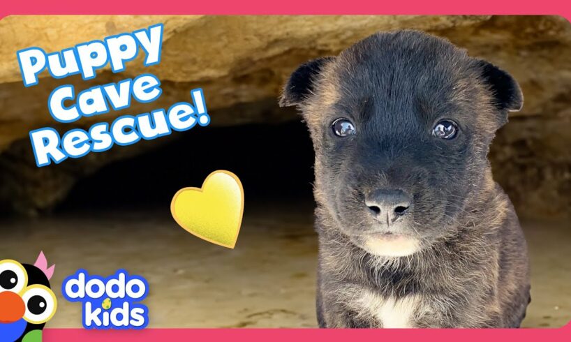 Can Rescuers Save Puppies Stuck In A Cave AND A Tortoise Den? | Dodo Kids | Rescued!