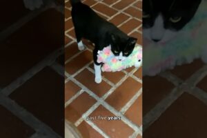 Cat steals 1800 gifts for this woman