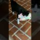 Cat steals 1800 gifts for this woman