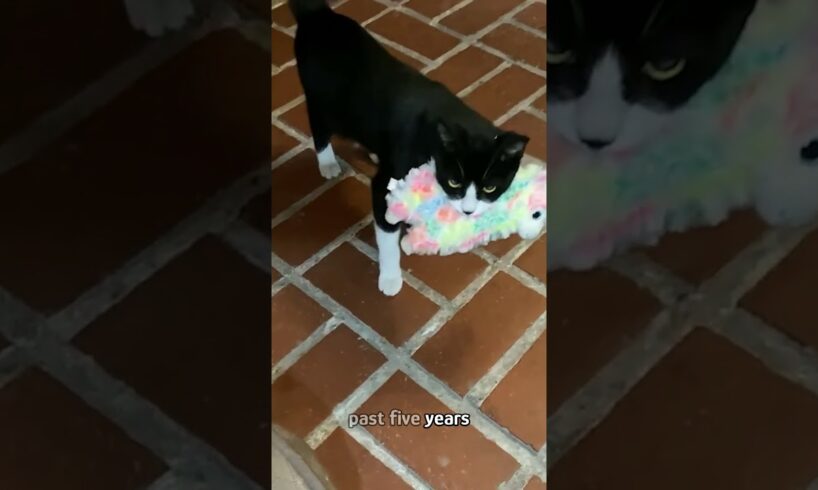 Cat steals 1800 gifts for this woman