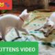 Cats video | kittens meowing | kittens playing | funniest animals | funny video of cats #funny#cats