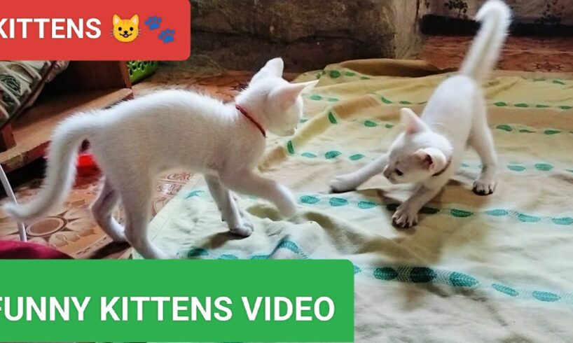 Cats video | kittens meowing | kittens playing | funniest animals | funny video of cats #funny#cats