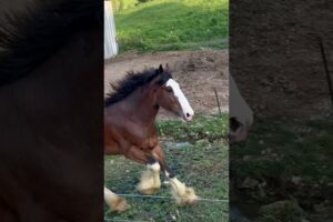 Clydesdale Stallion RUNNING and PLAYING! #shorts #clydesdale #draft #horse #stallion