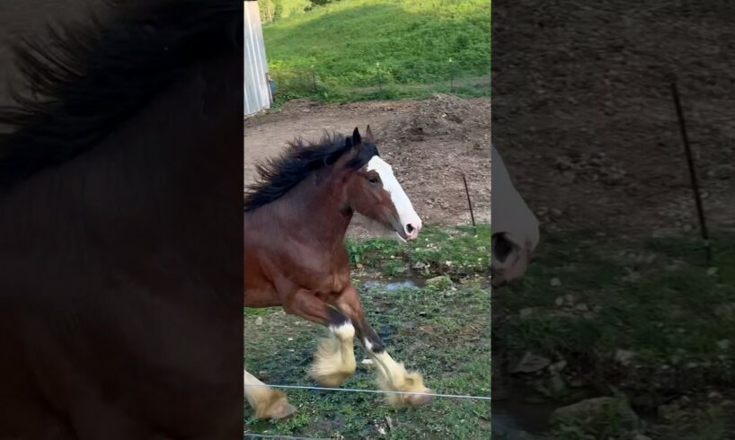 Clydesdale Stallion RUNNING and PLAYING! #shorts #clydesdale #draft #horse #stallion