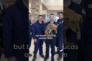 Coast Guards Rescue Dog Trapped In Shipping Container | The Dodo
