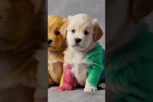 Colorful Puppies, Rainbow color Puppies, cute puppies