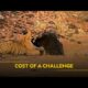 Cost of a Challenge | Animal Fight Club | हिन्दी | Full Episode | S4 - E8 | National Geographic