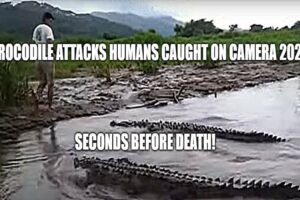 Crocodile attacks humans caught on camera 2023! MOMENTS BEFORE DEATH! NOT for KIDS and weak hearted!