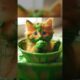 Cute Cats baby playing green colors #shorts #cat #kitten #cute #cutecat #catlover #trending