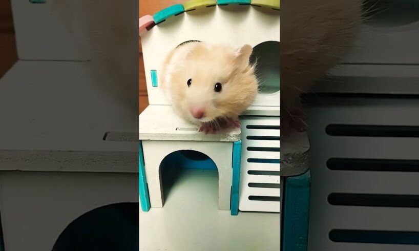 Cute Hamsters 🐹 Playing in toy house #shorts #viral #hamster #babyanimal  #hamsterbabys #toyhouse