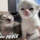Cute Kitten Is Determined To Survive With Her Brother By Her Side | The Dodo Little But Fierce