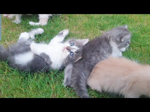 Cute Kittens playing Together | Funny Animals