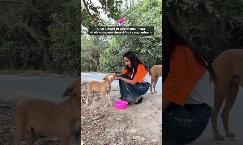 Cute Puppies | Cute Dogs Playing | Feeding Street Dogs #straydogs #shorts #trending