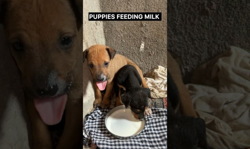 Cute Puppies Feeding Milk 😂🐶#shorts #puppies #animals #cute #doglovers