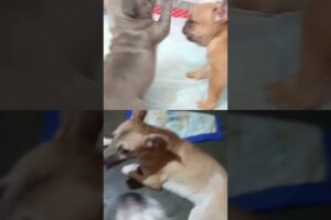 Cute Puppies Fight Because Of Camera Man #frenchbulldog #puppy