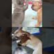 Cute Puppies Fight Because Of Camera Man #frenchbulldog #puppy