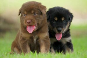 Cute Puppies ❤️ || Paws And Claws