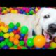 Cute Puppies Relaxing in Their Cozy Bed | cutest puppy video ever 🐕