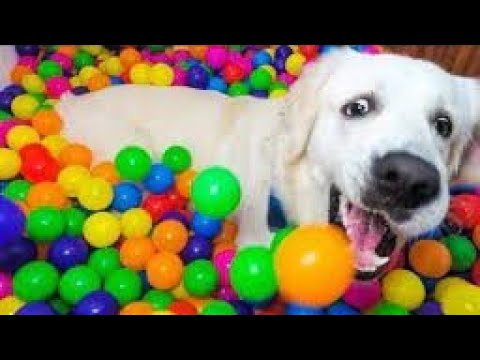 Cute Puppies Relaxing in Their Cozy Bed | cutest puppy video ever 🐕