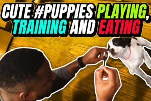 Cute #Puppies playing and training and eating - #FosterDad #FosterFail #PuppyLove #FYP Tiny Pup