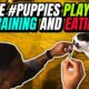 Cute #Puppies playing and training and eating - #FosterDad #FosterFail #PuppyLove #FYP Tiny Pup