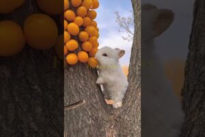 Cute Rabbit eating 🐇 #rabbit #animals #pets