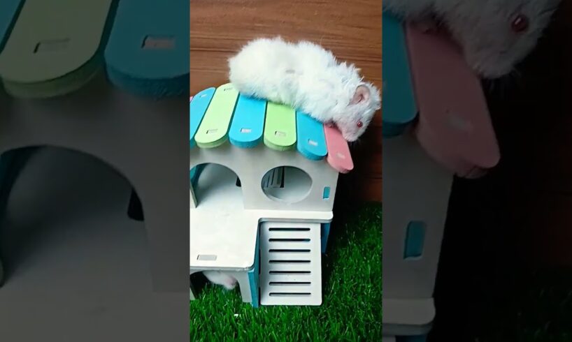 Cute hamster playing 🐹🥰😍#hamsterbabys #viral #shorts #viralshorts #cuteanimal #pets #petlovers