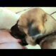 🐕🐕Cute puppies 14 days old breastfeeding🥰🥰 #puppy #puppies #puppyplaying #doglover #dog  #dogs