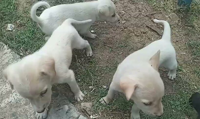 Cute puppies