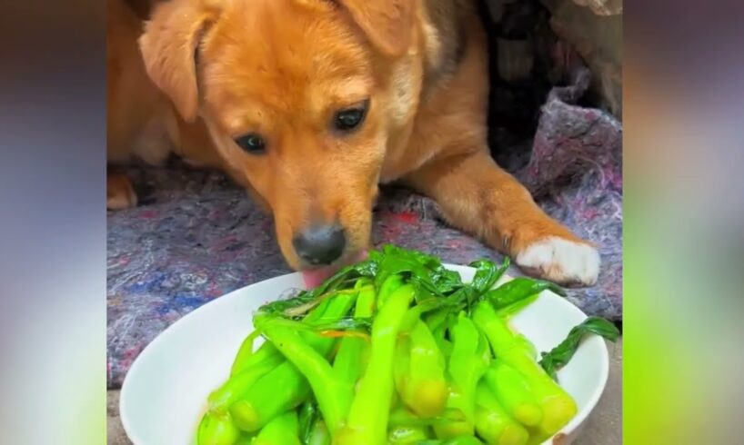 Cute puppies are eating their master