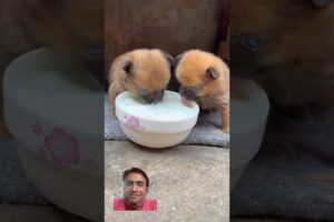 Cute puppies eating food | little dogs feeding #dog #doglover #puppies #puppy