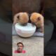 Cute puppies eating food | little dogs feeding #dog #doglover #puppies #puppy