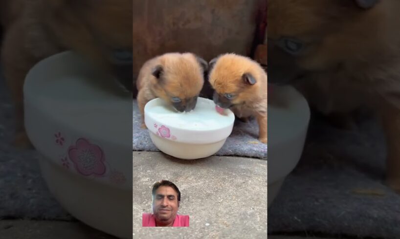 Cute puppies eating food | little dogs feeding #dog #doglover #puppies #puppy