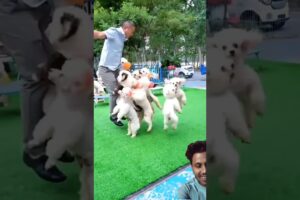 Cute puppies jumping.#ytshortsvideo #puppy #dog #pets #poodle #funny #funnyanimalsvideo