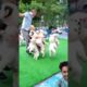 Cute puppies jumping.#ytshortsvideo #puppy #dog #pets #poodle #funny #funnyanimalsvideo