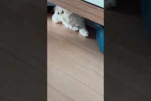 Cute puppies playing