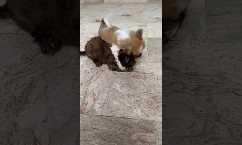 Cute puppies playing #asadbrohi #puppy #dogsdogsdogs #funnyanimals #cute #pupies #funnypuppies