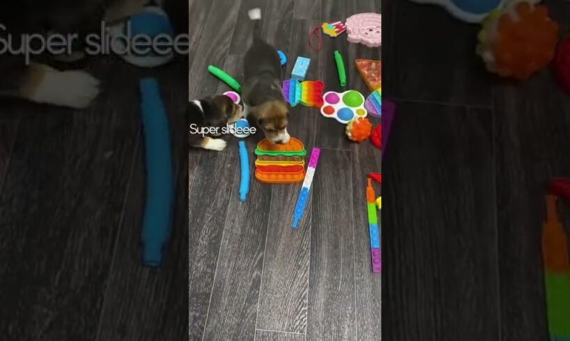 Cute puppies playing with with fidget toys!!🐶❤️