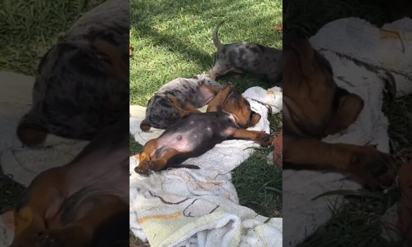 Cute puppies relaxing in the yard 🥰