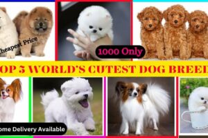 Cute smallest dog in the World | Cute Puppies Price | Top 5 cutest dog | Pomeranian dog #viral #dogs