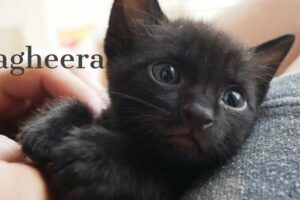 Cutest Kitten Bagheera