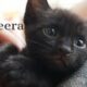 Cutest Kitten Bagheera