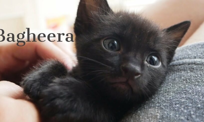 Cutest Kitten Bagheera