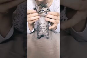 Cutest Kitten Video #short #shorts #kitten #kittens #cat #cats #animal #animals #cutecat #cute