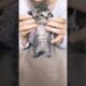 Cutest Kitten Video #short #shorts #kitten #kittens #cat #cats #animal #animals #cutecat #cute