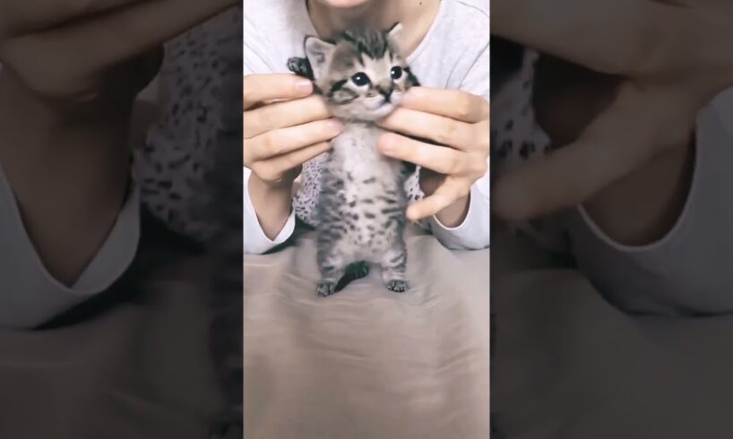 Cutest Kitten Video #short #shorts #kitten #kittens #cat #cats #animal #animals #cutecat #cute